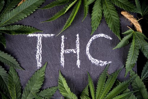 Thc e cbd tutto ciò che è importante sapere