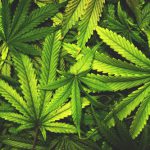 Cannabis tutto quello che c'è da sapere
