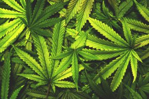 Cannabis tutto quello che c'è da sapere