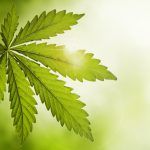 La Grow Box per coltivare la cannabis