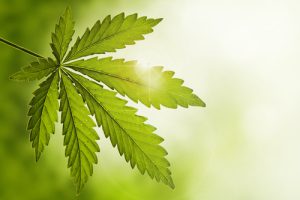 La Grow Box per coltivare la cannabis