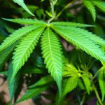 Strategie di link building nel settore cannabis perché sono importanti