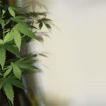 Scopri i segreti per far crescere una pianta di cannabis in modo ottimale!