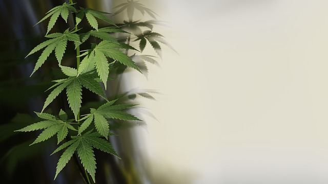 Scopri i segreti per far crescere una pianta di cannabis in modo ottimale!