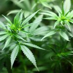 Coltivare Marijuana Autofiorente: La Guida Completa